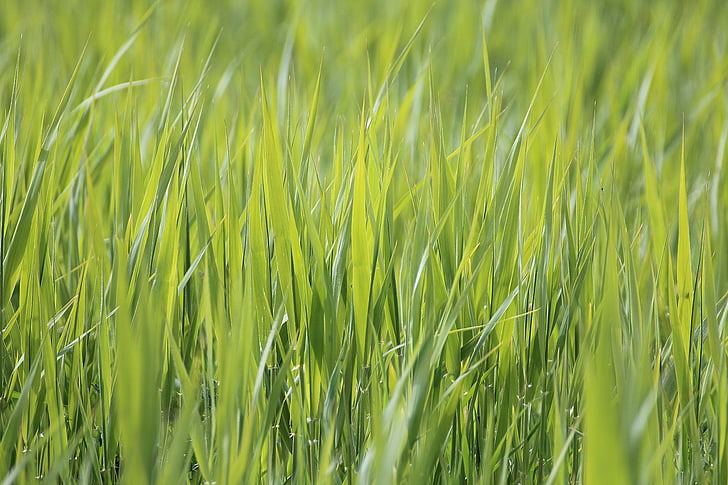 grass, meadow, close, nature, grasses, green, blade of grass