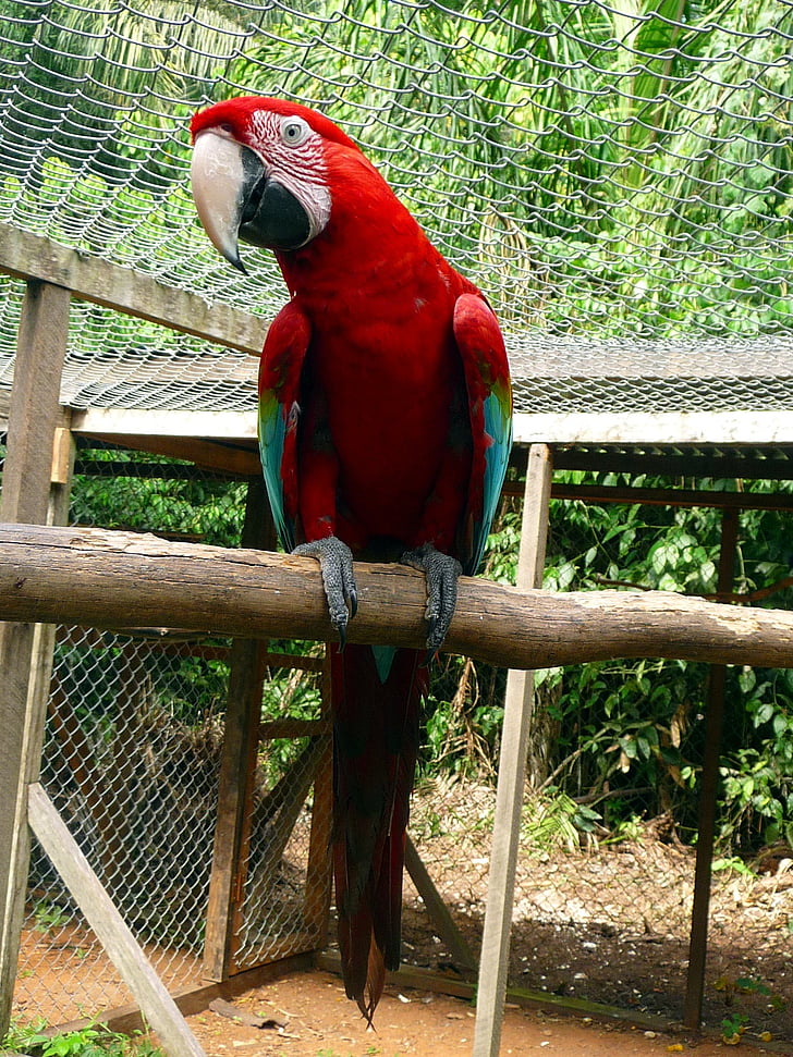 parrot, red, green, perched