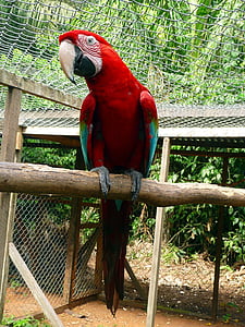 papegaai, rood, groen, zat