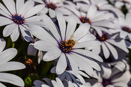 african daisy, bee, nature, flower, plant, insect, spring