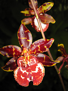 орхидеи, флорални, растителна, естествени, Блосъм, Блум, венчелистче