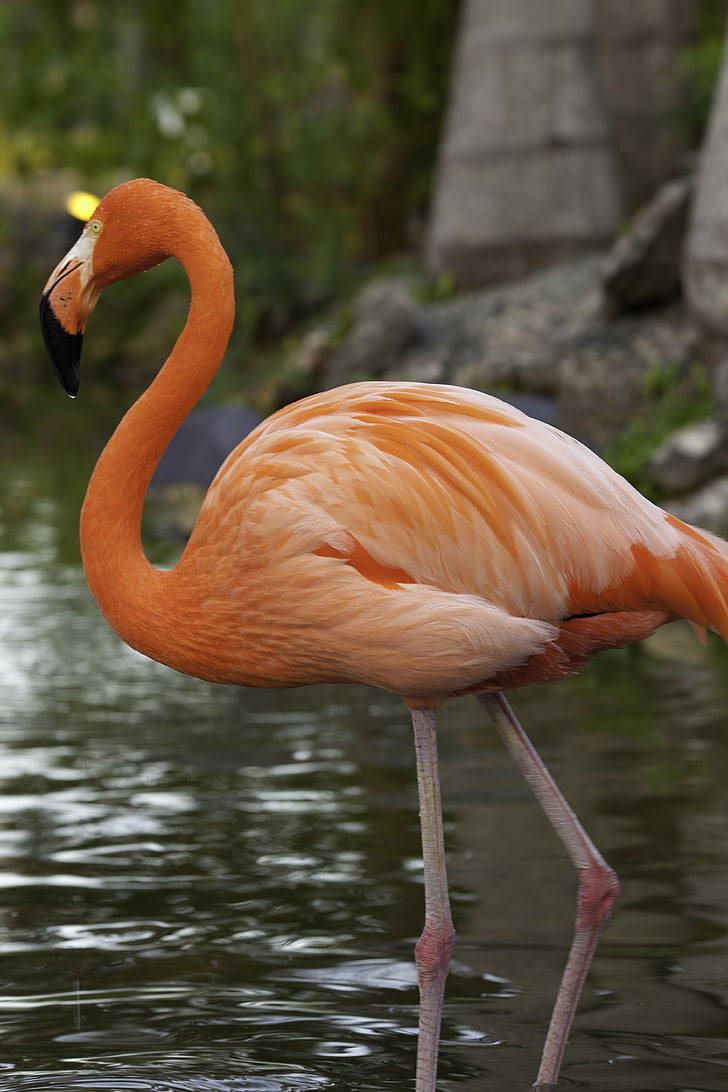 Flamingo, fugl, Pink flamingo, natur, fjervildt race, næb, krupnyj plan