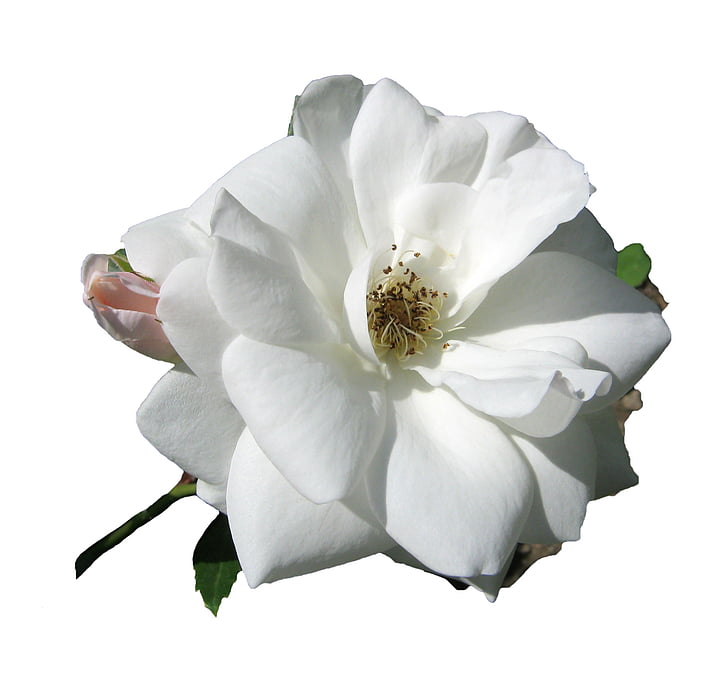 rose, white, blossom, bloom, open, isolated, nature