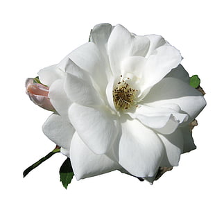 růže, bílá, květ, Bloom, otevřít, izolovaný, Příroda