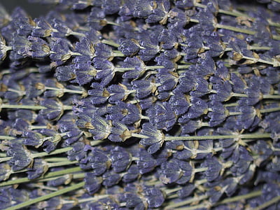 Lavendel, lilled, Lavendel lilled, lõhnav taim, Spice, Õisik