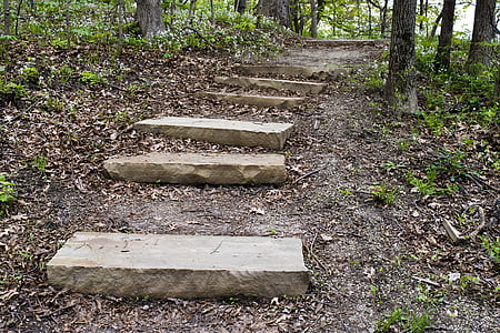 woods, steps, forest, green, park, outdoors, path