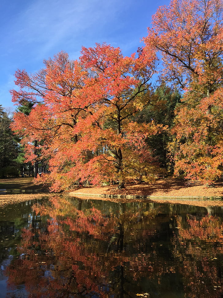 träd, säsong, Park, hösten, Utomhus, färgglada, faller