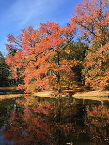 stromy, sezóny, parku, podzim, venkovní, barevné, na podzim