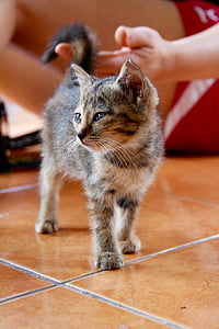 cat, kitten, cat baby, cute, pet, domestic cat, animal