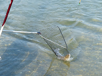 network, fish, catch, caught, water, fischer, landing net