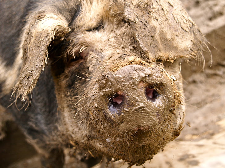 свинья, грязи, Трясина, копать, свинья нос, грязь, Природа