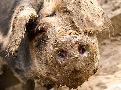 pig, mud, quagmire, dig, pig nose, dirt, nature