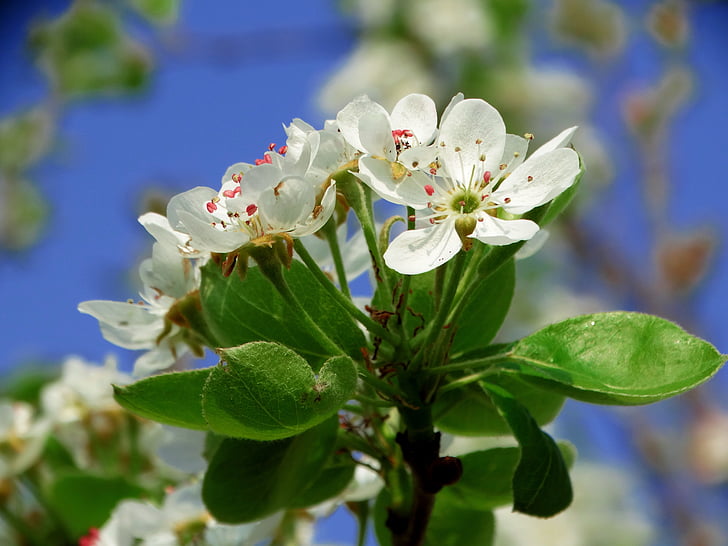 spring, flower, orchard, nature, springtime, pear, white