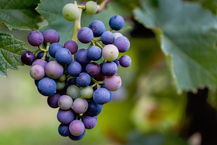 Gamta, lapai, žalia, vaisių, vynuogės, violetinė, violetinė