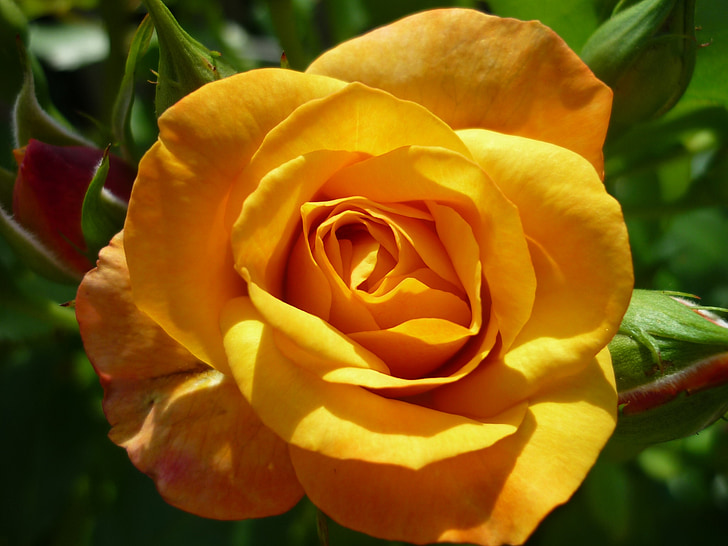 Rosa, flor magnífica, flor jardí popular, l'estiu, sol