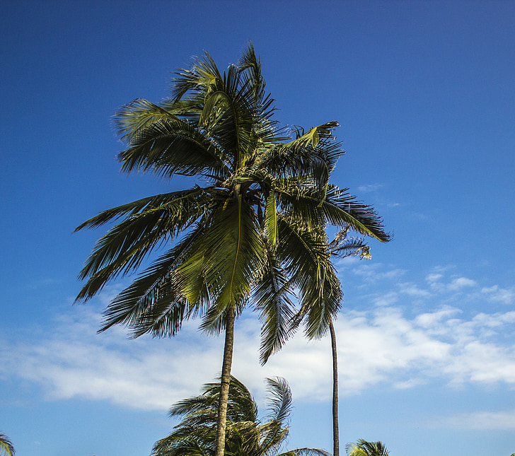 palmy, kokosowy, niebo, Palma, pozostawia, Plaża