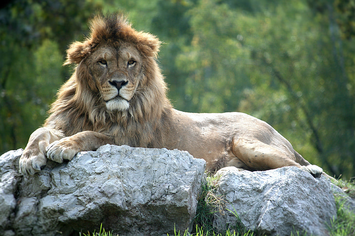 Leo, felino, mundo animal, Safari, naturaleza, tranquilidad, salvaje