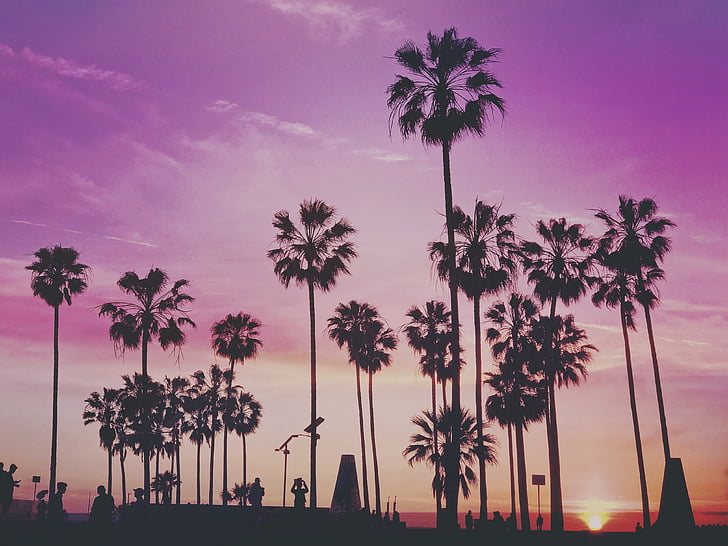 Tropical, Palmové stromy, Miami, Los angeles, Benátky, Venice beach, barevné