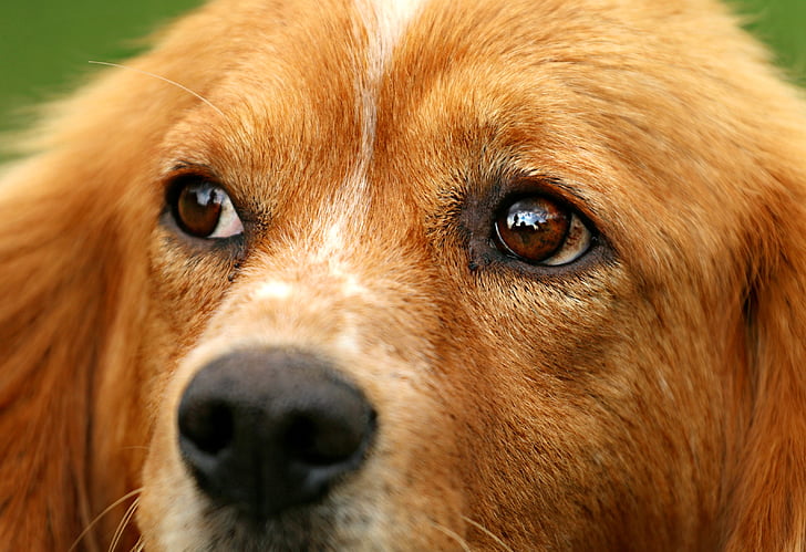 gos, ulls, veure, tristesa, una llàstima, bondat, cada