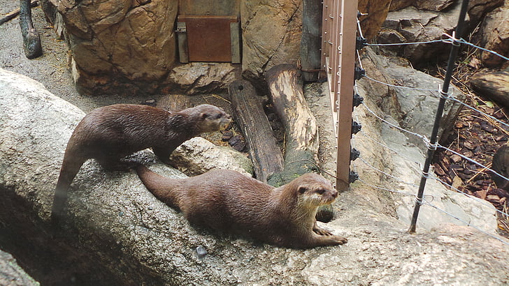 Otter, Zoo, Ueno, djur, vilda djur