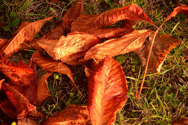 autunno, foglie, foglie in autunno, autunno dorato, fogliame di caduta, natura, colori d'autunno