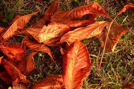 秋, 葉, 秋の葉, 黄金色の秋, 秋の紅葉, 自然, 秋の色