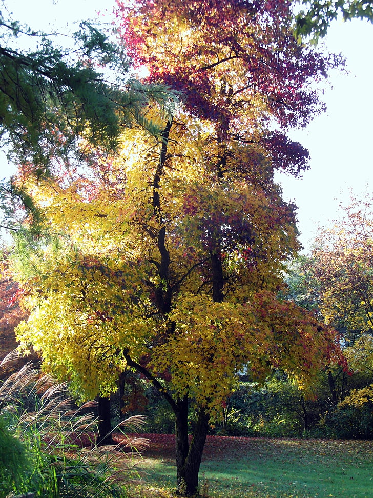 Javor, jesen, krajolik, raspoloženje, boje jeseni, pojavljuju, šarene