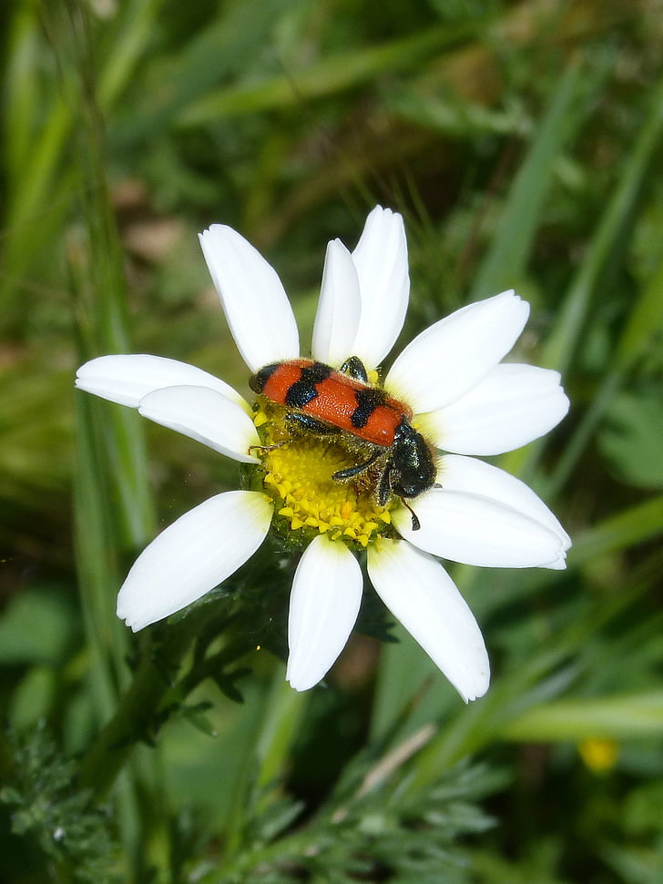 beetle, flower, meloidea, mylabris, mylabris variabilis, daisy, insect