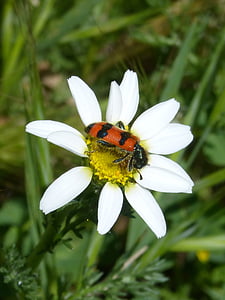 Beetle, fleur, meloidea, Mylabris, Mylabris variabilis, Daisy, insecte