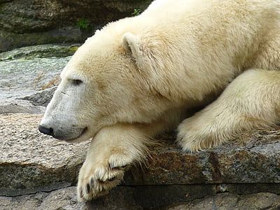 animal, predador, urso, urso polar, tipo de predador, mamífero, jardim zoológico
