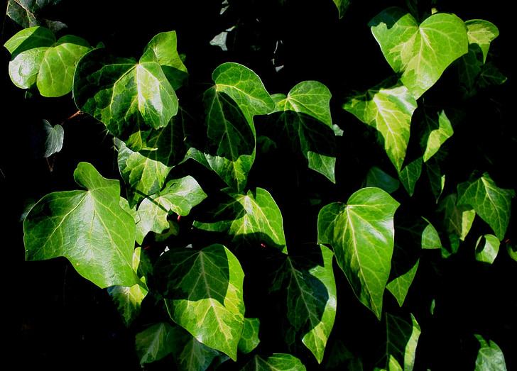 leaves, ivy, green, veined, blanched, sunlight, climber