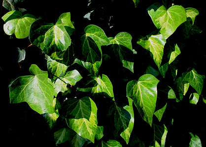 listy, Ivy, Zelená, plesňou, zbledol, Slnečné svetlo, horolezec