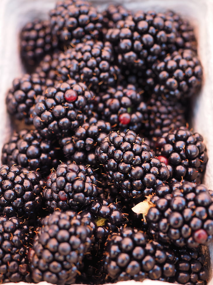 bramen, bessen, vruchten, fruit, zwart, heerlijke, Rubus sectio rubus