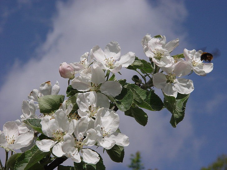 elma ağacı, çiçek, gökyüzü, Şube, elma çiçeği, böcek, Bumble bee