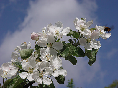 jabloň, květ, obloha, větev, Apple blossom, hmyz, Pan Bumble-bee
