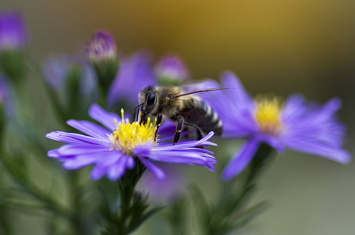 bee, honey bee, honeybee, aster, purple, violet, autumn