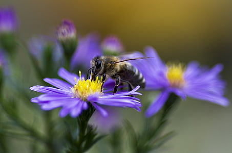 蜂, 蜂蜜の蜂, ミツバチ, アスター, 紫, バイオレット, 秋