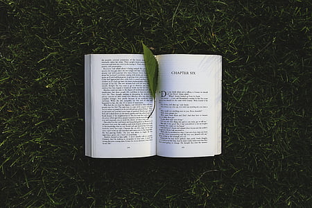 knjiga, chpter, šest, listov, trava, branje, branje