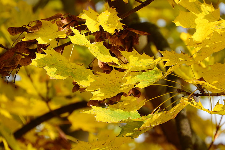 acero di Norvegia, foglie di acero, Acer platanoides, foglie gialle, foglie di autunno
