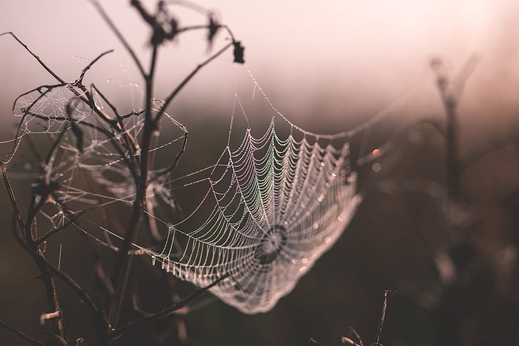 nhện, web, chi nhánh, lụa nhện, Spider web, sương, tập trung vào tiền cảnh