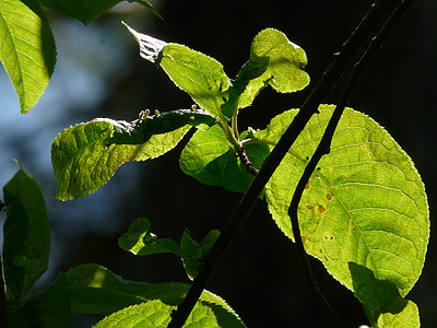 common bird cherry, leaves, prunus padus, green, black cherry, prunus, tree