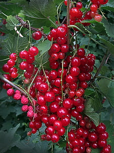 currants, currant, berries, red, fruit, fruits, garden
