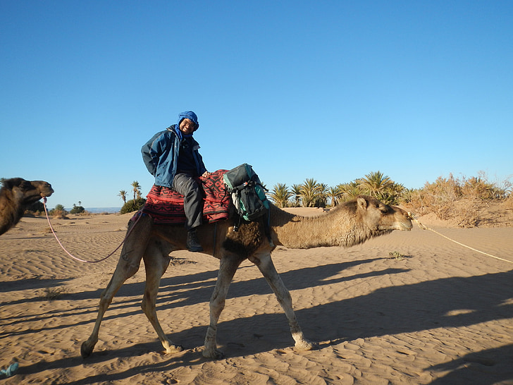 Wüste, Wüstentour, Kamel