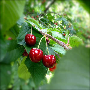 cherries, red, cherry, nature, summer, fruits, fruit