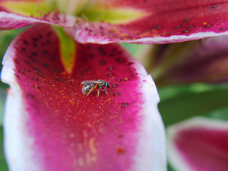 lily, flower, small bee, summer, nature, plant, floral