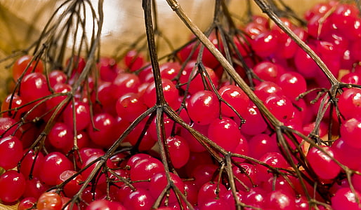 baies, vermell, sobre, fruits d'hivern, rowanberries, baies de bola de neu, contra la tos