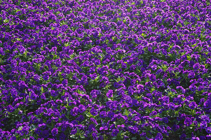 stemorsblomst, blomster, blütenmeer, Viola wittrockiana, fiolett, lilla, blomst planter