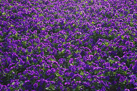 Pansy, blommor, Blütenmeer, Viola wittrockiana, Violet, lila, Flower växter