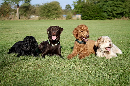gossos, amics, millors amics, Labrador, Caniche, Cocker, Prat