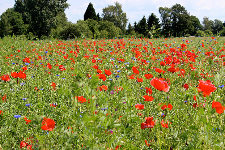 flower meadow, poppies, meadow, red flowers, field